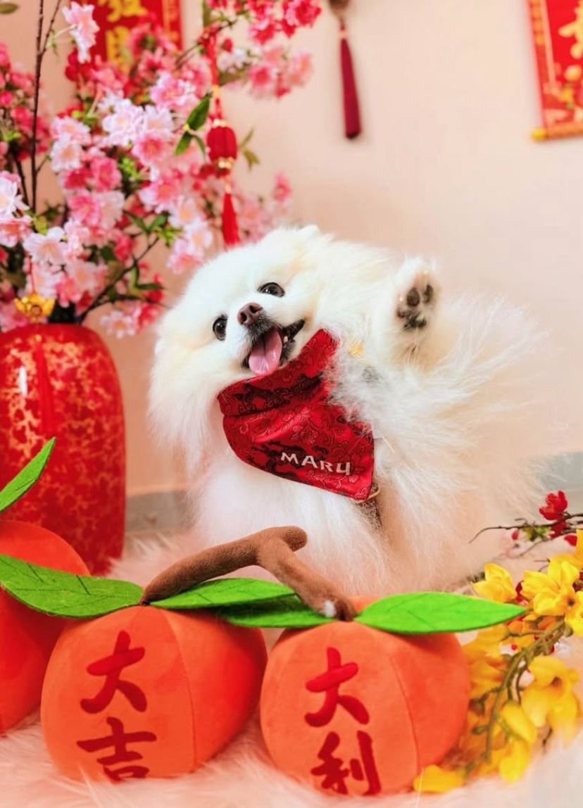 maru.pomtato